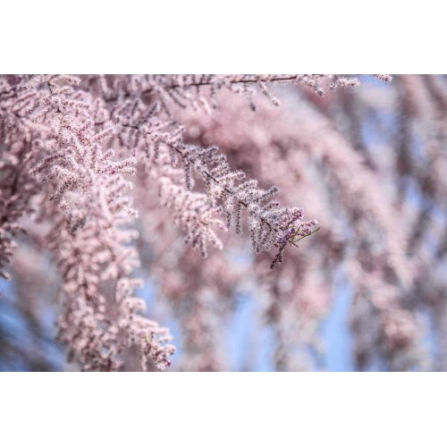 TAMARIX GALLICA gemmo | French Tamarisk organic...