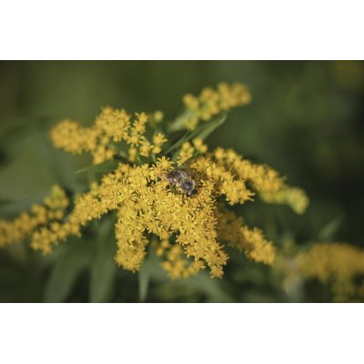 SOLIDAGO VIRGAUREA tintura | Verga d'Oro bio tintura madre per fitoterapia gocce o spray