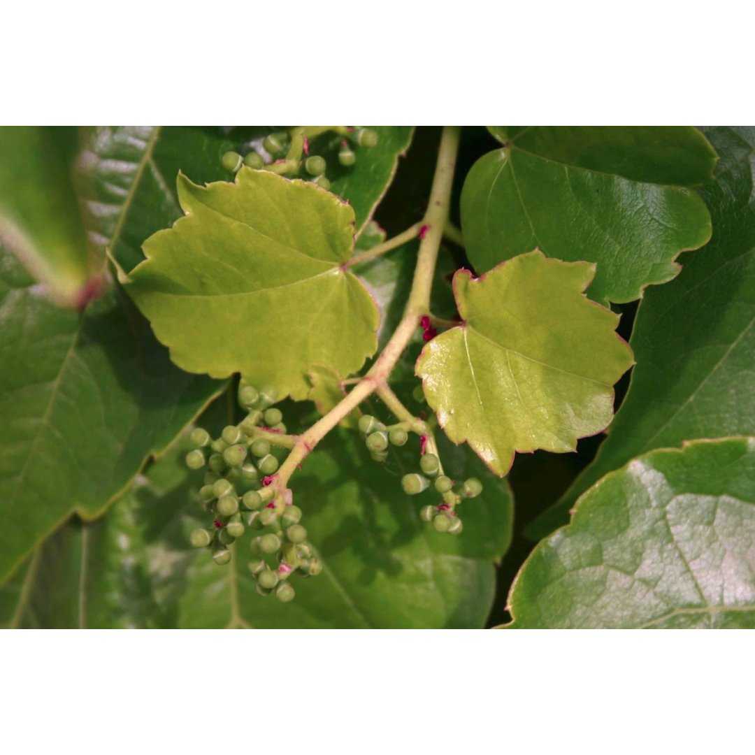 Parthenocissus Grapie Ivy (Wild Vine) gemmotherapy buds extract drops or spray | AMPELOPSIS TRICUSPIDATA