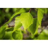 BETULA PUBESCENS gemmo | Moor Birch organic buds extract...