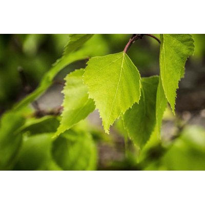 BETULA PUBESCENS gemmo | Moor Birch organic buds extract as gemmotherapy drops or spray