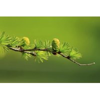 LARIX DECIDUA gemmo | European Larch organic young buds...
