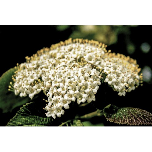 VIBURNUM LANTANA gemmo | Viburno bio...