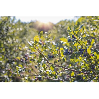 VACCINIUM MYRTILLUS gemmo | Mirtillo Nero bio gemmoderivato macerato glicerico per gemmoterapia gocce o spray