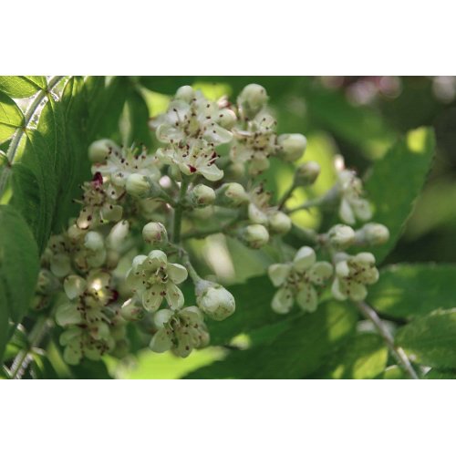 SORBUS DOMESTICA gemmo | Sorbo bio...