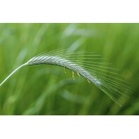 SECALE CEREALE gemmo | Rye organic sprouts extract as... 2