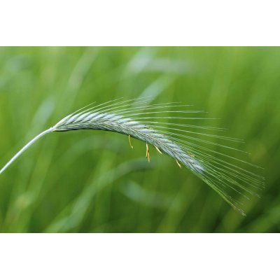 SECALE CEREALE gemmo | Rye organic sprouts extract as gemmotherapy drops or spray