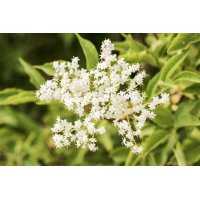 Black Elderberry organic gemmotherapy young leaves & flowers extract drops or spray | SAMBUCUS NIGRA BIO
