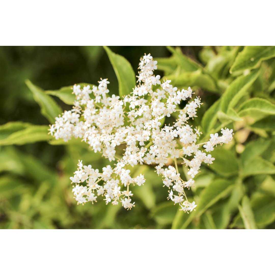 Black Elderberry organic gemmotherapy young leaves & flowers extract drops or spray | SAMBUCUS NIGRA BIO