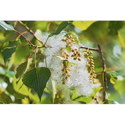 POPULUS NIGRA gemmo | Pioppo Nero bio gemmoderivato macerato glicerico per gemmoterapia gocce o spray