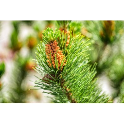 PINUS MUGO Gemmo | Latschenkiefer Bio ayurvedischer Knospen-Extrakt zur Gemmotherapie Tropfen o. Spray