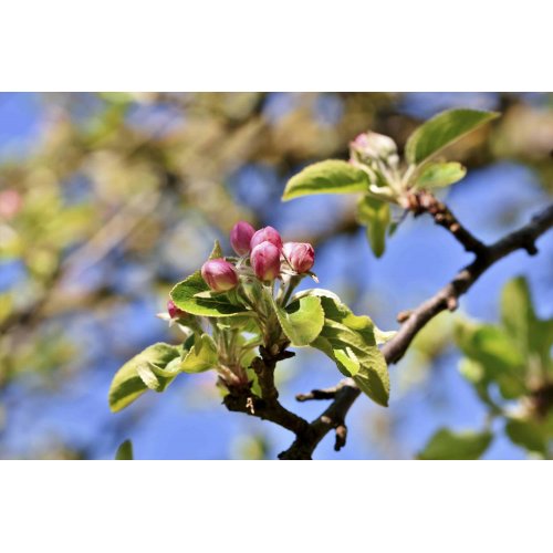 MALUS SYLVESTRIS gemmo | Melo Selvatico bio...