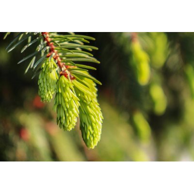 ABIES ALBA gemmo | Silver Fir organic buds extract as gemmotherapy drops or spray