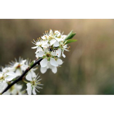 CRATAEGUS OXYACANTHA gemmo | Biancospino bio gemmoderivato macerato glicerico ayurvedico per gemmoterapia gocce o spray