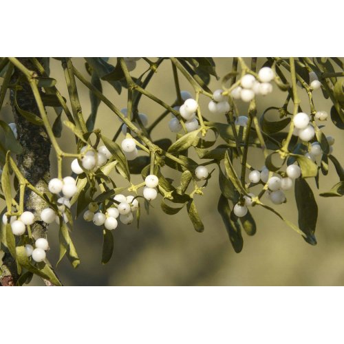 VISCUM ALBUM gemmo | Vischio bio gemmoderivato...