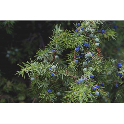JUNIPERUS COMMUNIS gemmo | Ginepro bio gemmoderivato macerato glicerico ayurvedico per gemmoterapia gocce o spray