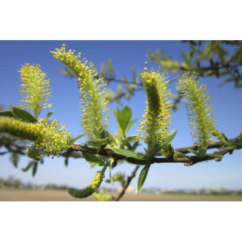 SALIX ALBA Gemmo | Silber-Weide Bio...