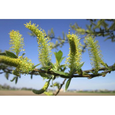 SALIX ALBA Gemmo | Silber-Weide Bio Knospen-Extrakt zur Gemmotherapie Tropfen o. Spray