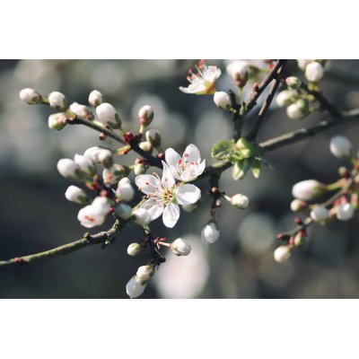 PRUNUS SPINOSA gemmo | Prugnolo bio gemmoderivato macerato glicerico per gemmoterapia gocce o spray