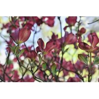 CORNUS SANGUINEA gemmo | Bloody Dogwood organic buds... 2