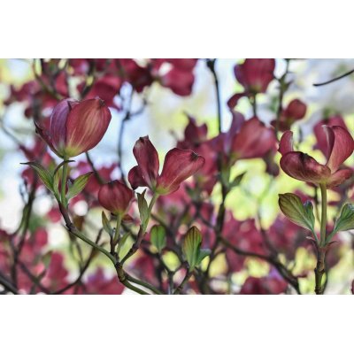 CORNUS SANGUINEA gemmo | Sanguinella bio gemmoderivato macerato glicerico per gemmoterapia gocce o spray