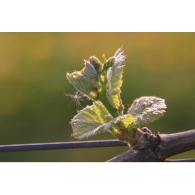 VITIS VINIFERA gemmo | Vite Rossa bio gemmoderivato macerato glicerico ayurvedico per gemmoterapia gocce o spray