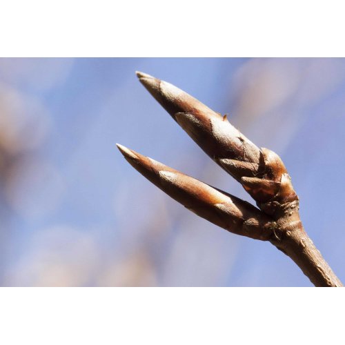 FAGUS SYLVATICA gemmo | European Beech organic...