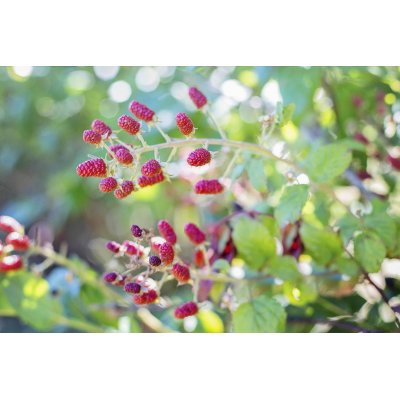 RUBUS IDAEUS Gemmo | Himbeere Bio Knospen-Extrakt zur Gemmotherapie Tropfen o. Spray