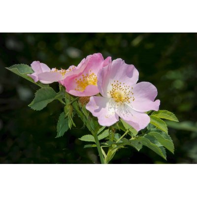 ROSA CANINA Gemmo | Heckenrose Bio adaptogener Knospen-Extrakt zur Gemmotherapie Tropfen o. Spray