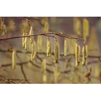 CORYLUS AVELLANA gemmo | Common Hazel organic buds... 2
