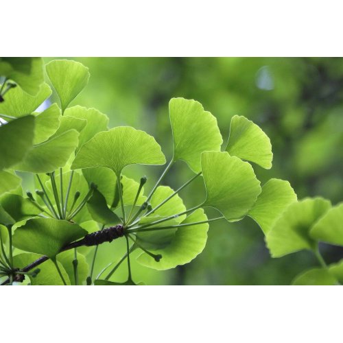 GINKGO BILOBA gemmo | Ginkgo Biloba bio...