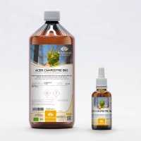 Field Maple organic gemmotherapy buds extract drops or spray | ACER CAMPESTRE BIO
