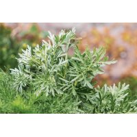 ARTEMISIA ABSYNTHIUM Tinktur | Wilder Wermut Bio...