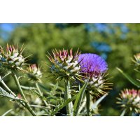 CYNARA SCOLYMUS Tinktur | Artischocke Bio Urtinktur zur...