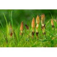 Field Horsetail organic mother tincture drops or spray