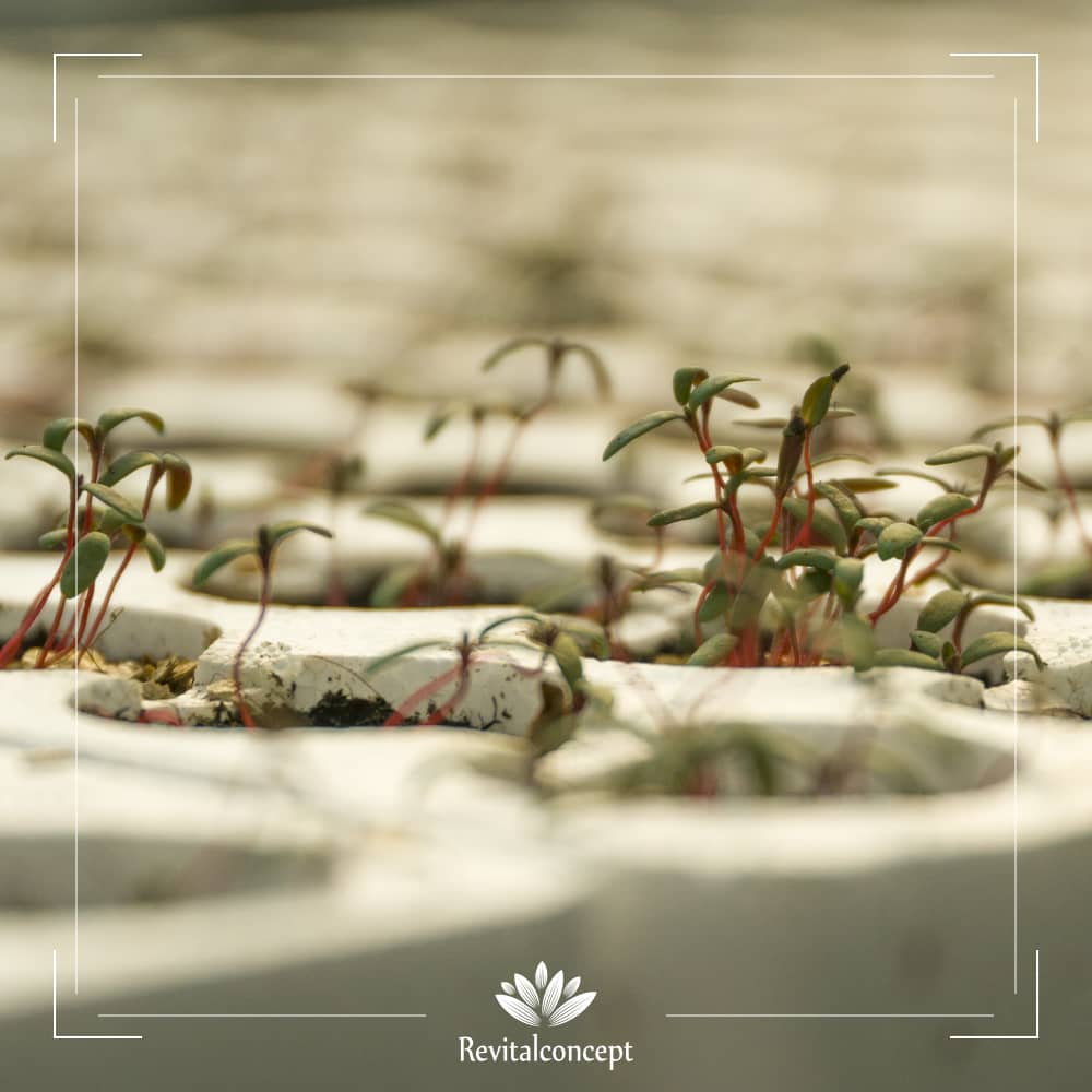 CISTUS INCANUS seed