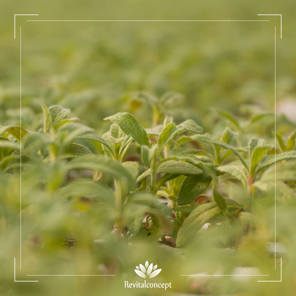 CISTUS INCANUS young plants