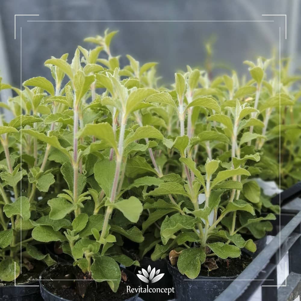 CISTUS INCANUS aerial part